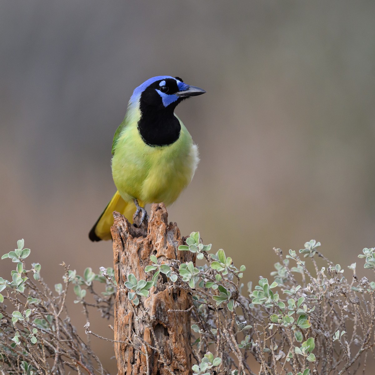 Yeşil Karga - ML631113914