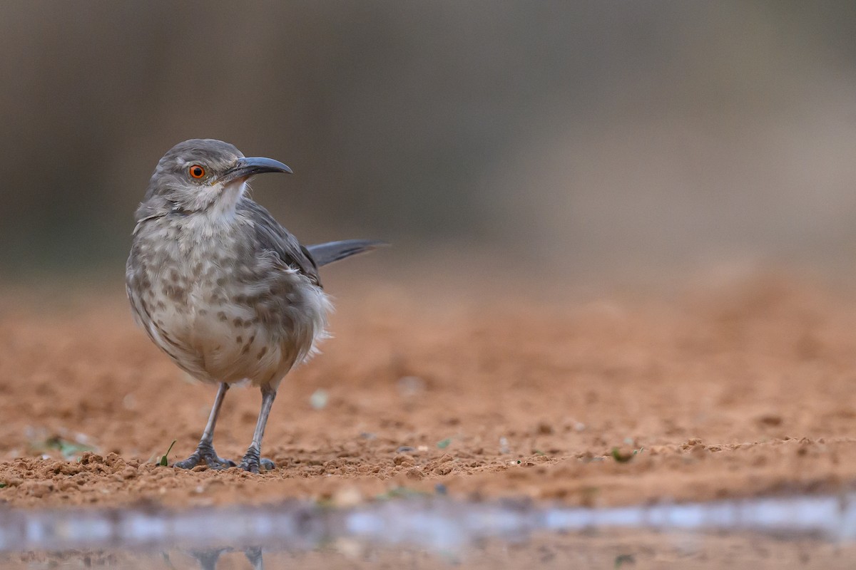 Kıvrık Gagalı Çöpçü - ML631113932