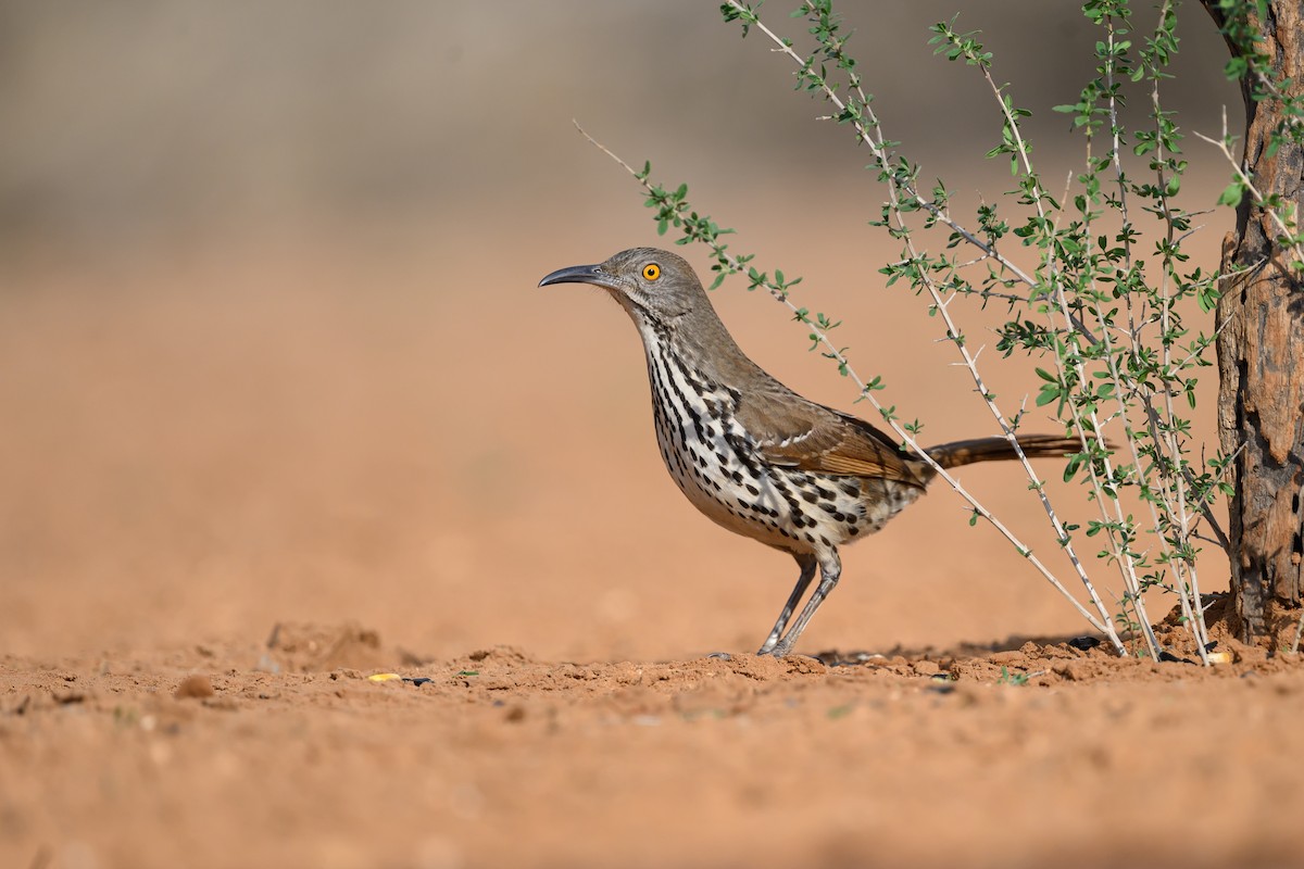 Uzun Gagalı Çöpçü - ML631113960