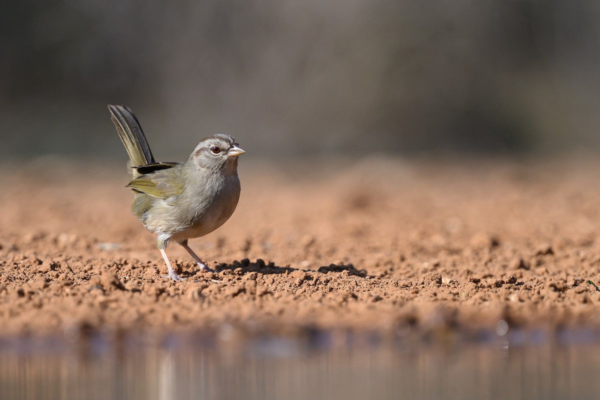 Meksika Yeşil Sırtlı Serçesi - ML631113969