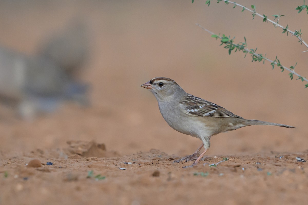 Porsuk Serçesi - ML631113979