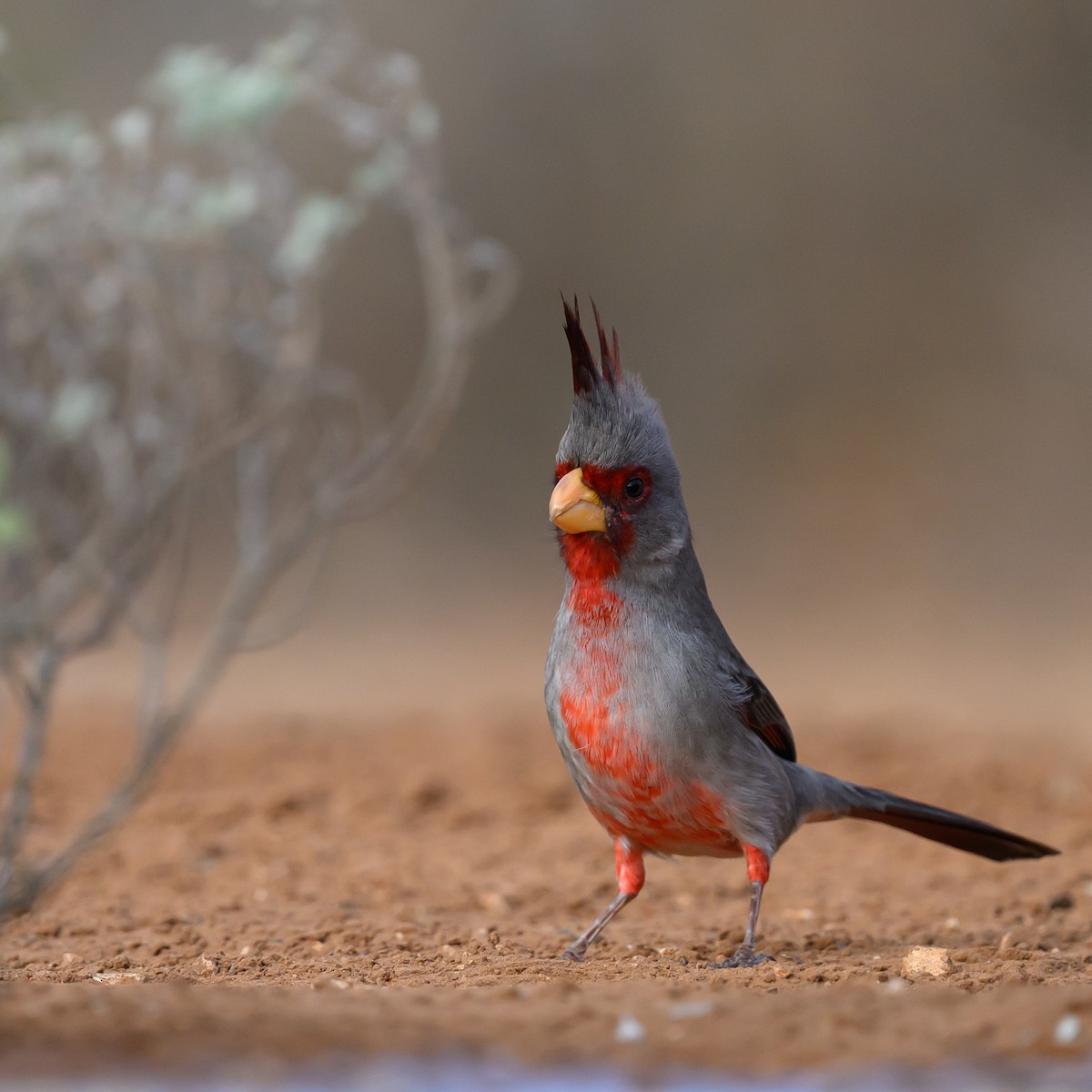 Arizona Kardinalı - ML631113993