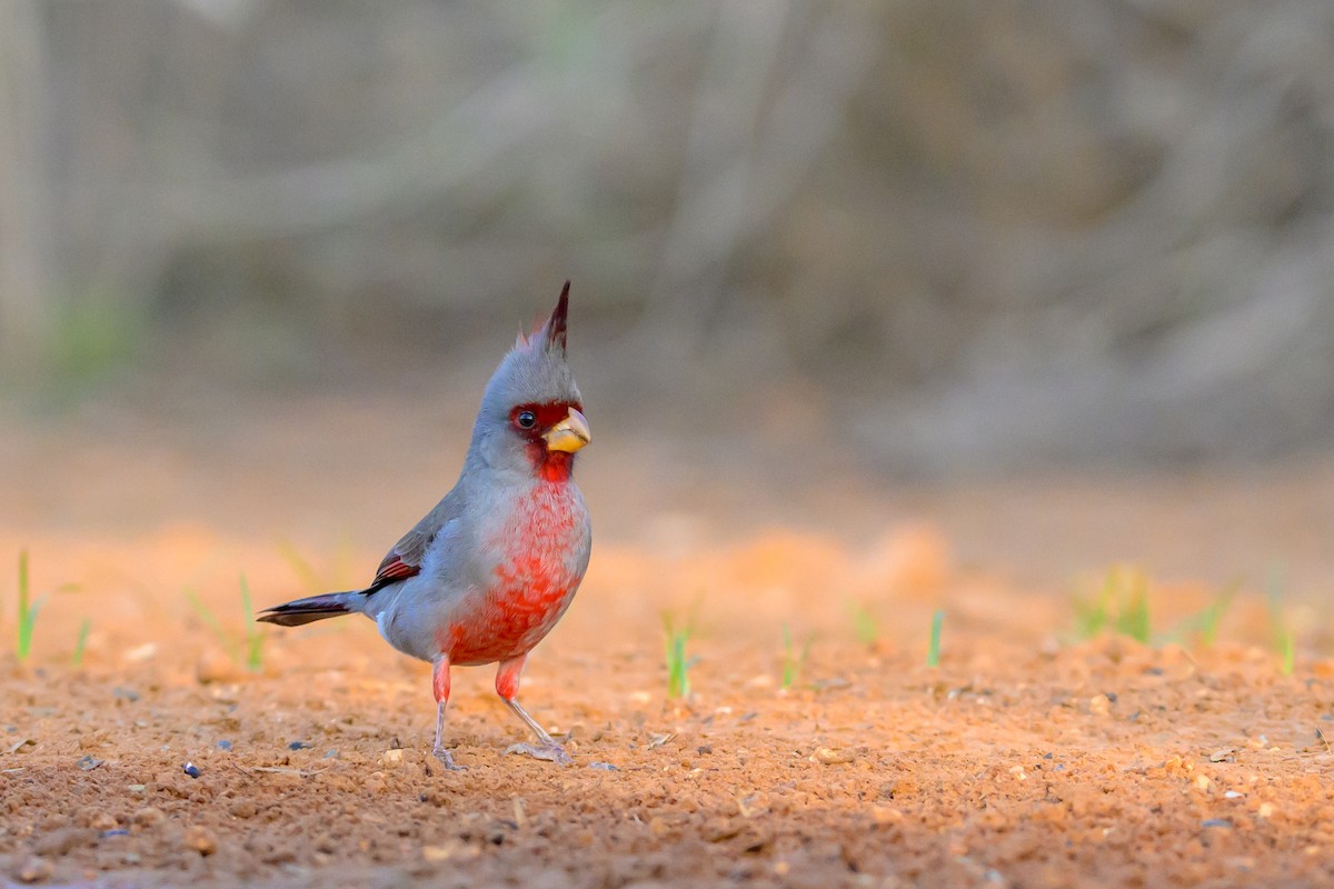 Arizona Kardinalı - ML631113994