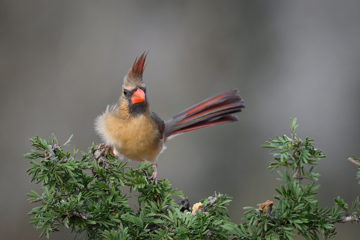 Kırmızı Kardinal - ML631114005