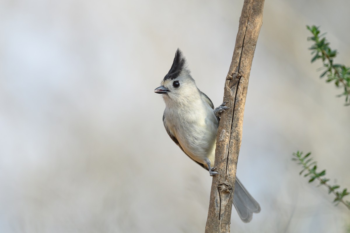Kara Tepeli Baştankara - ML631114036
