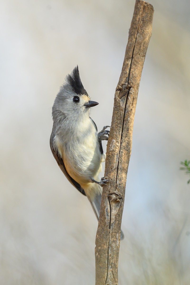 Kara Tepeli Baştankara - ML631114037