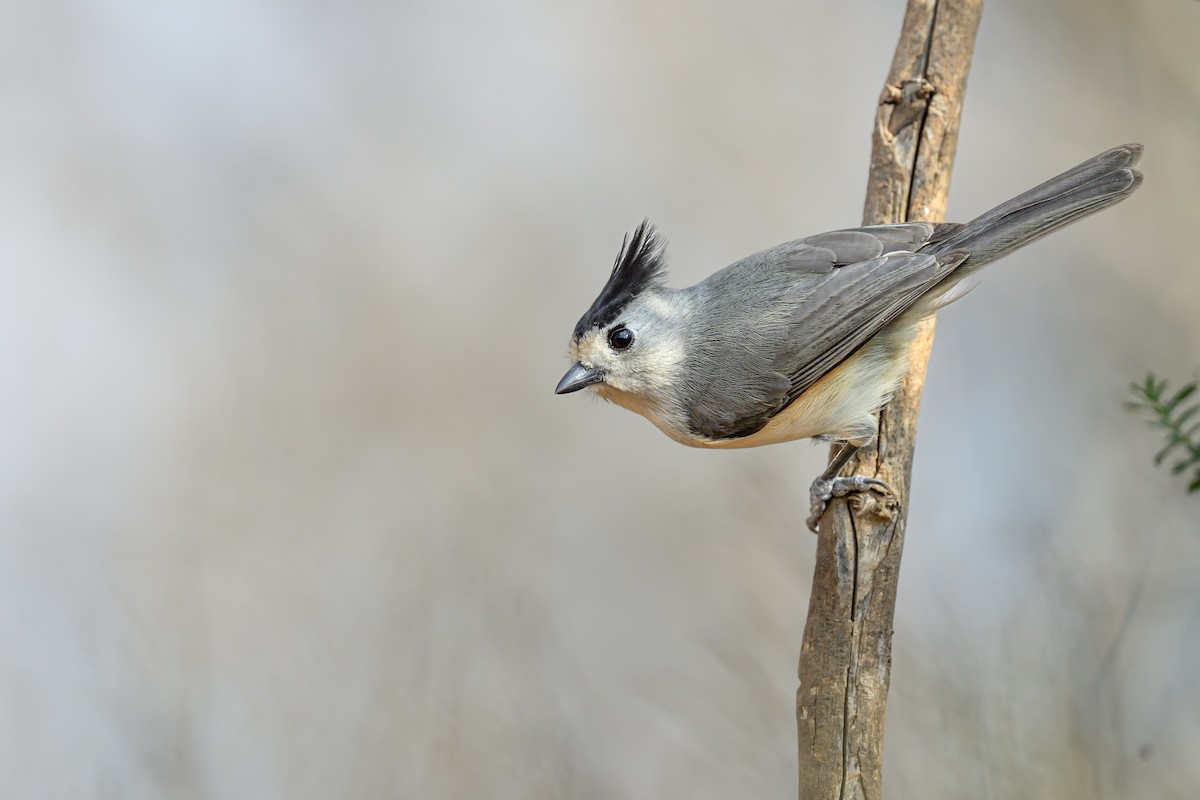 Kara Tepeli Baştankara - ML631114038