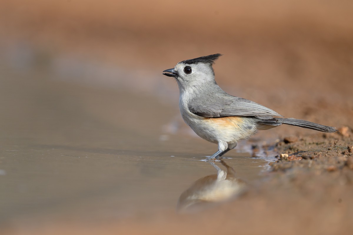 Kara Tepeli Baştankara - ML631114039