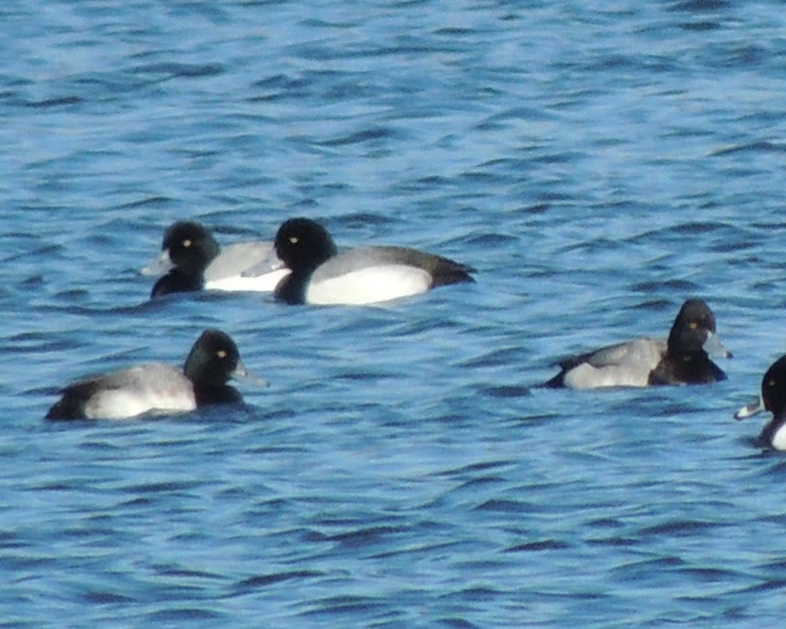 Lesser Scaup - ML631114041