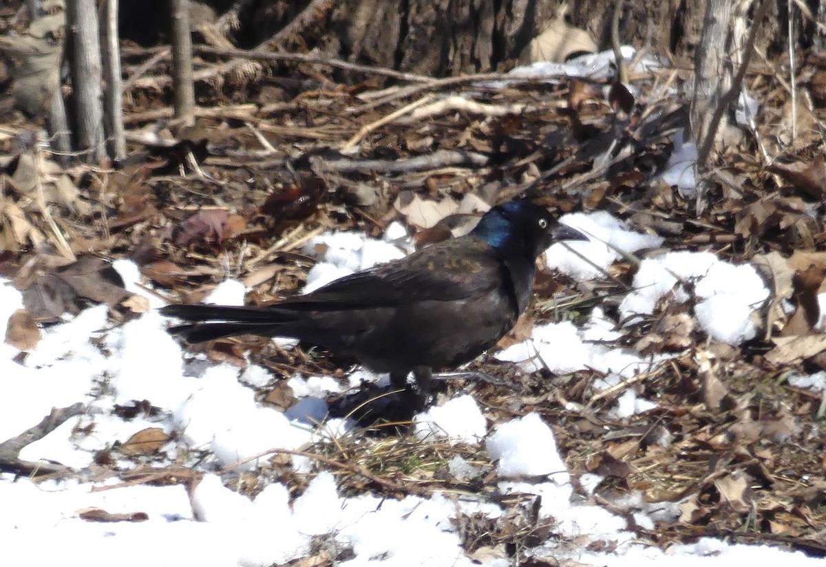 Common Grackle - ML631114050