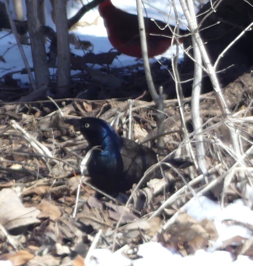 Common Grackle - ML631114065