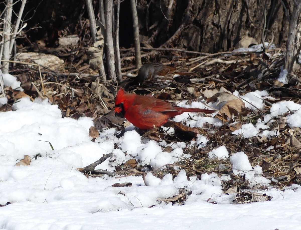 Northern Cardinal - ML631114085