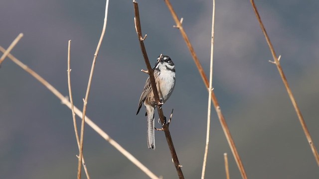 Bell's Sparrow (belli) - ML631114086