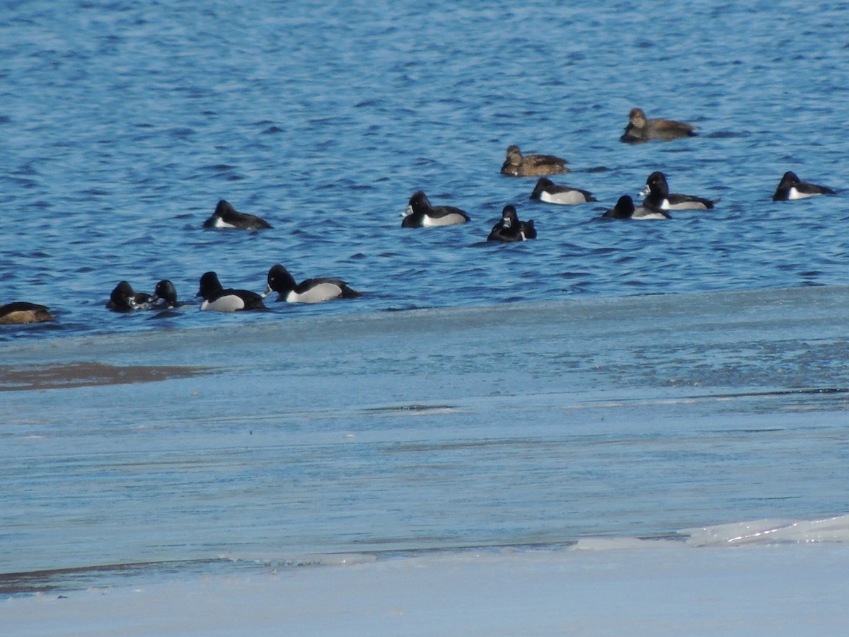 Ring-necked Duck - ML631114277