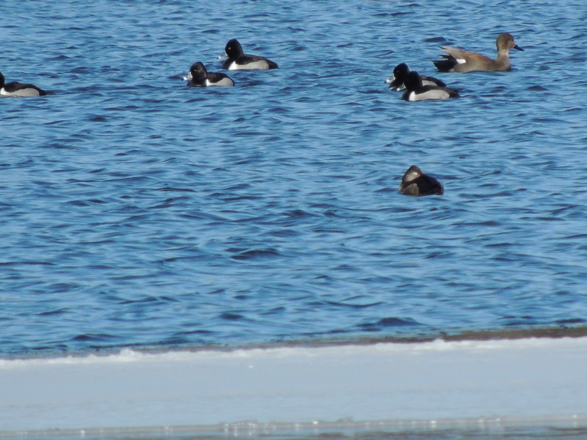 Ring-necked Duck - ML631114278