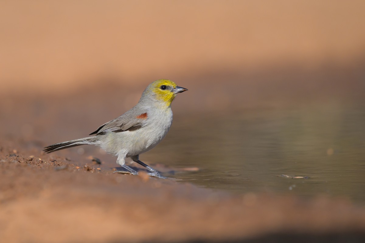 Altın Başlı Çulhakuşu - ML631114522