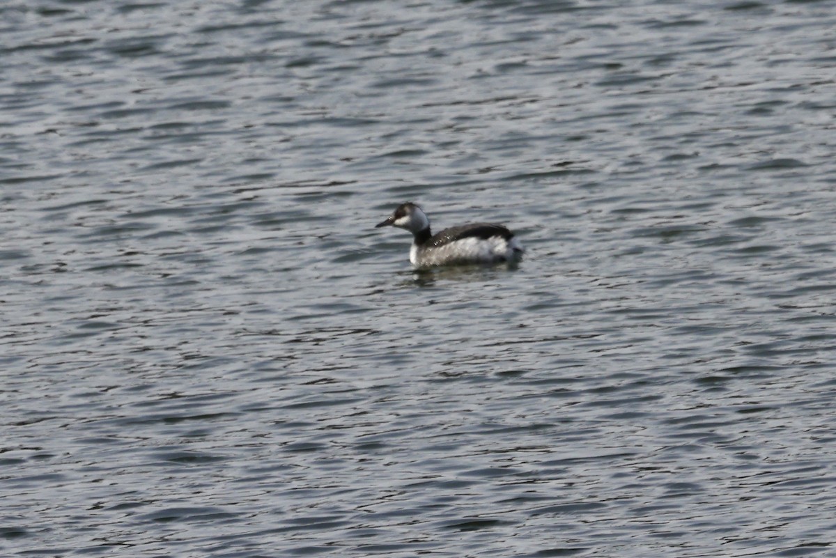 Horned Grebe - ML631114621