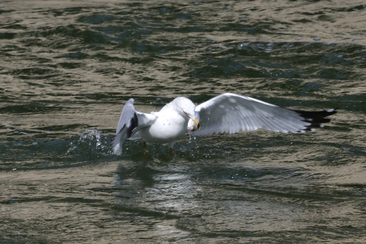 Ring-billed Gull - ML631114628