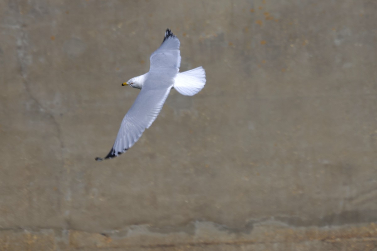 Ring-billed Gull - ML631114631