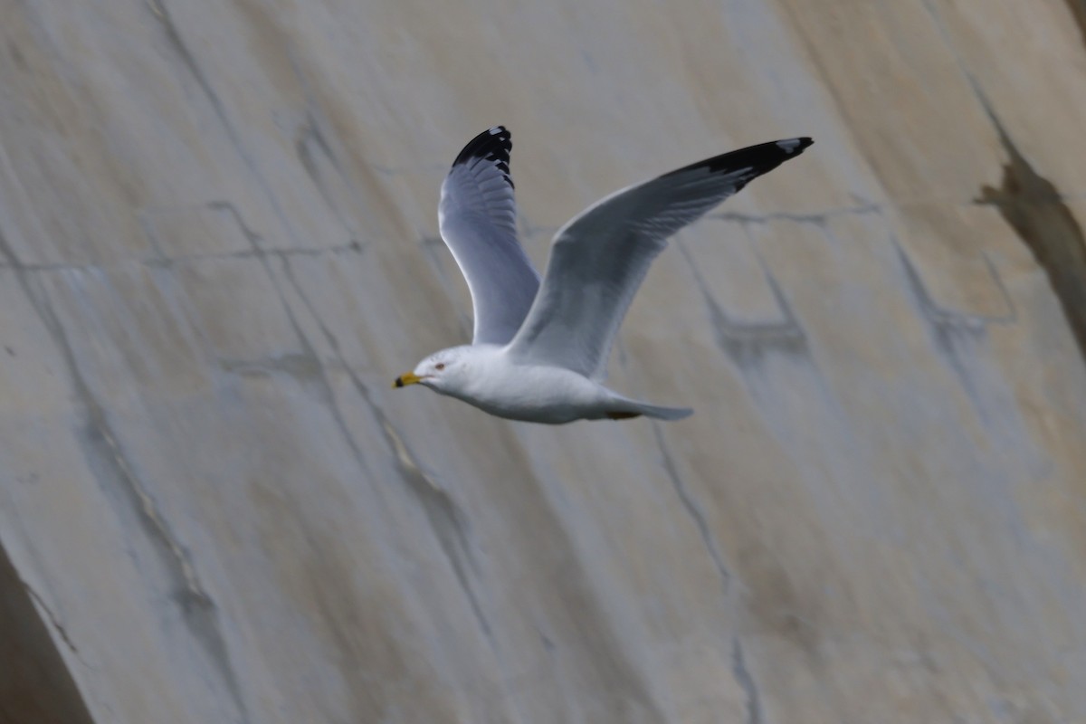 Ring-billed Gull - ML631114639