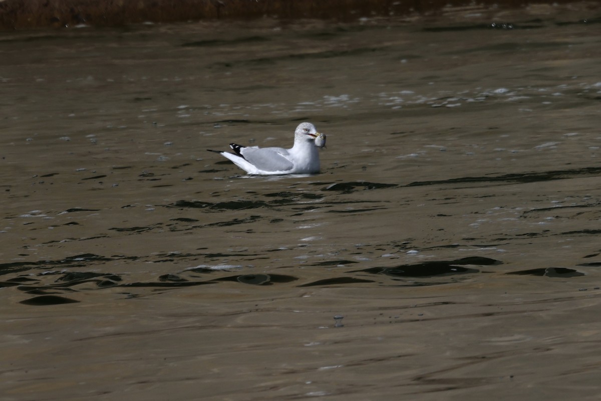 Ring-billed Gull - ML631114644