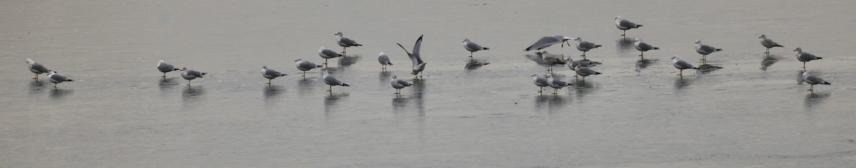 Ring-billed Gull - ML631114648