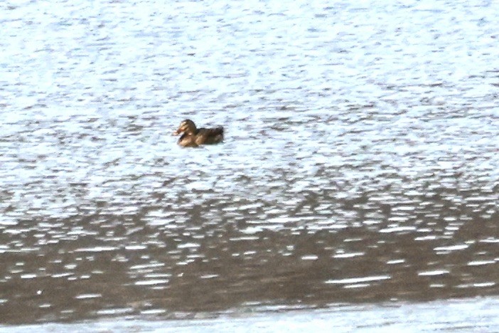 Gadwall - ML631114653