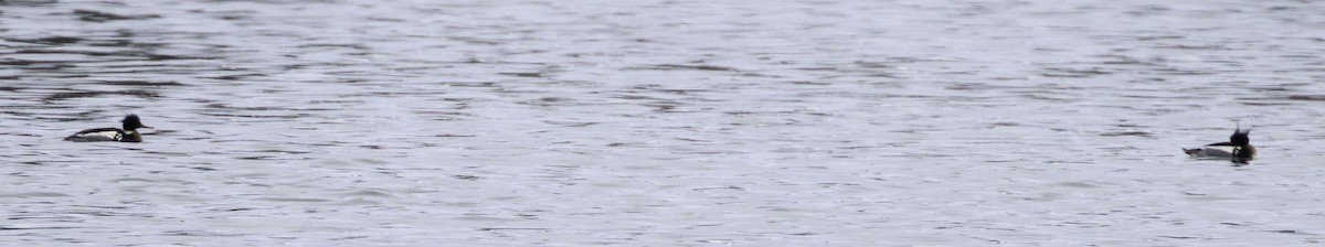 Red-breasted Merganser - ML631114806