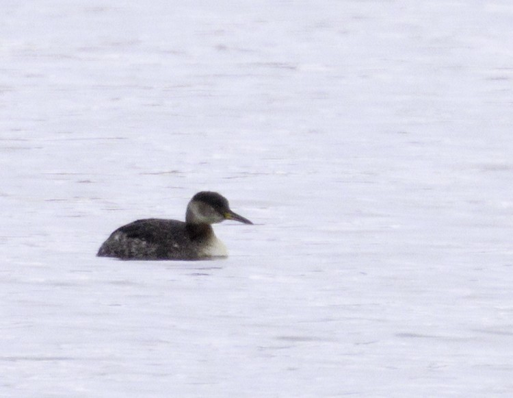 Red-necked Grebe - ML631114820