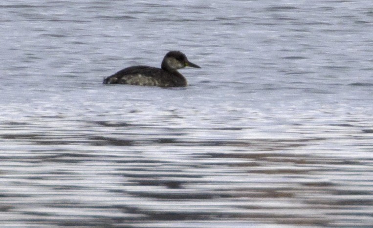 Red-necked Grebe - ML631114821