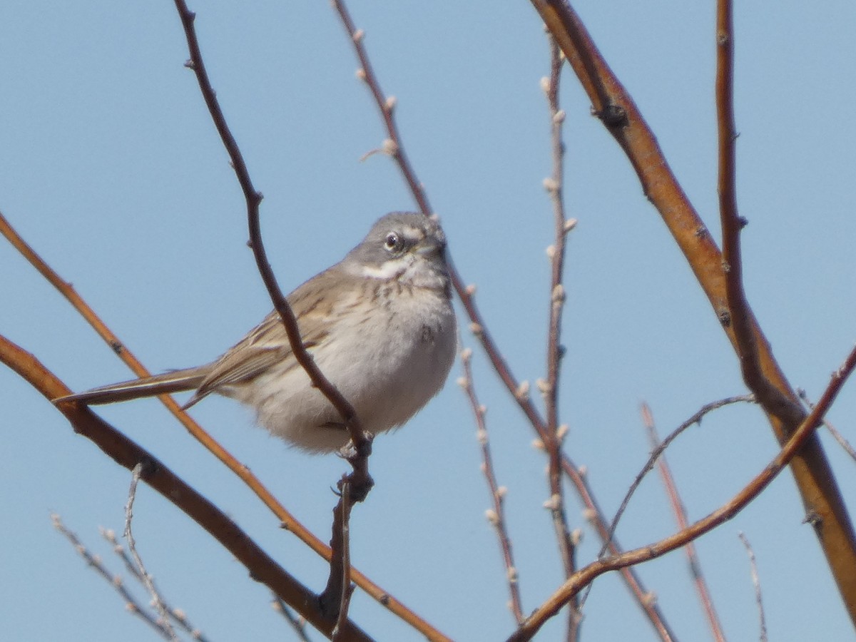 Sagebrush Sparrow - ML631114928