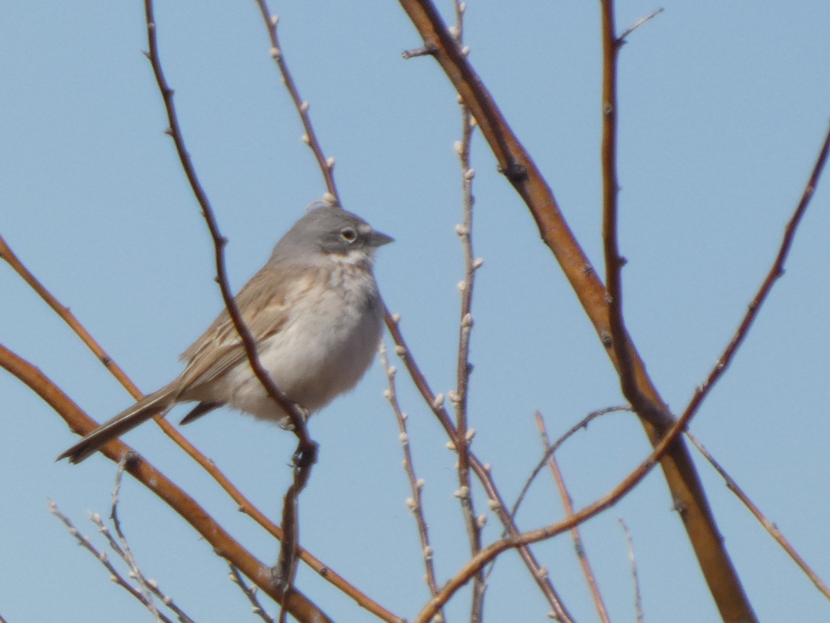 Sagebrush Sparrow - ML631114931