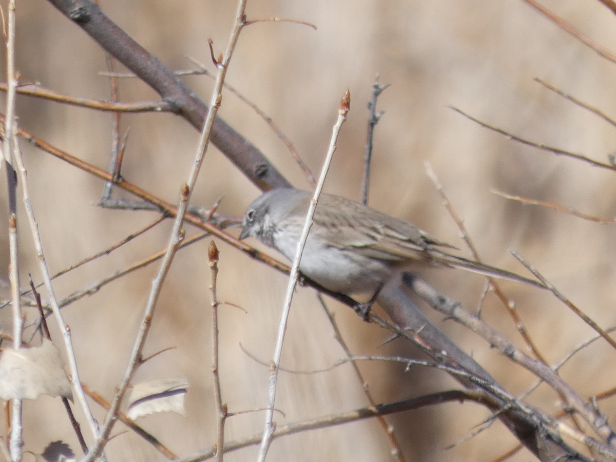 Sagebrush Sparrow - ML631114932