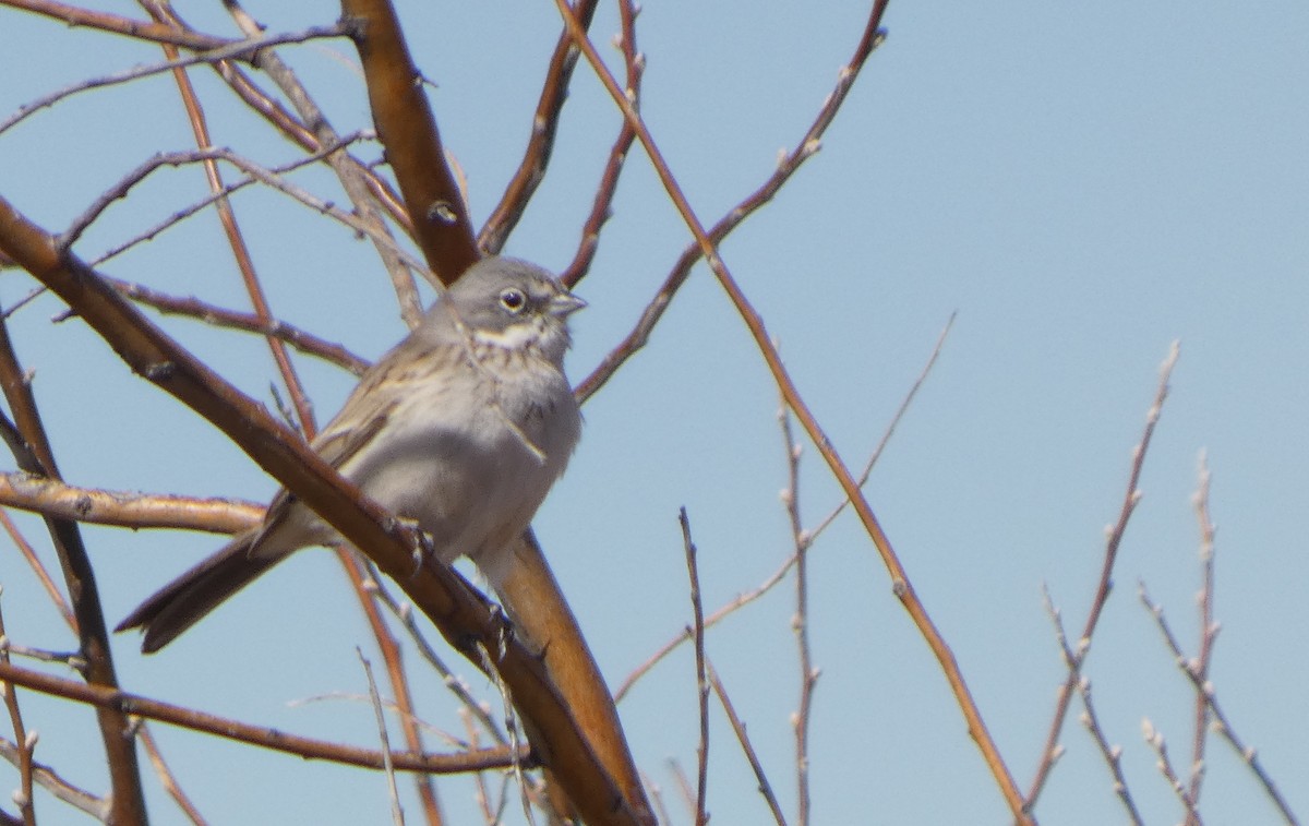 Sagebrush Sparrow - ML631114936