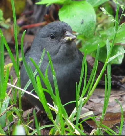 Slaty Finch - ML631115023