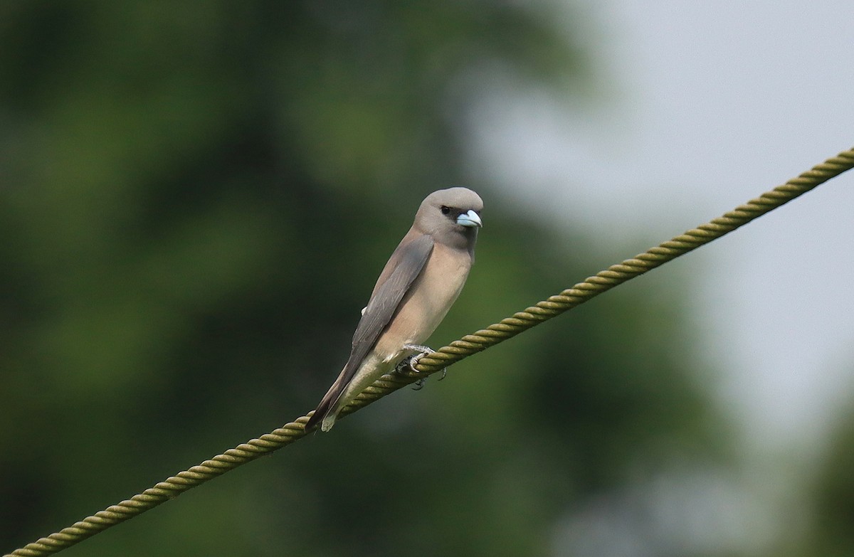 Ashy Woodswallow - ML631115085