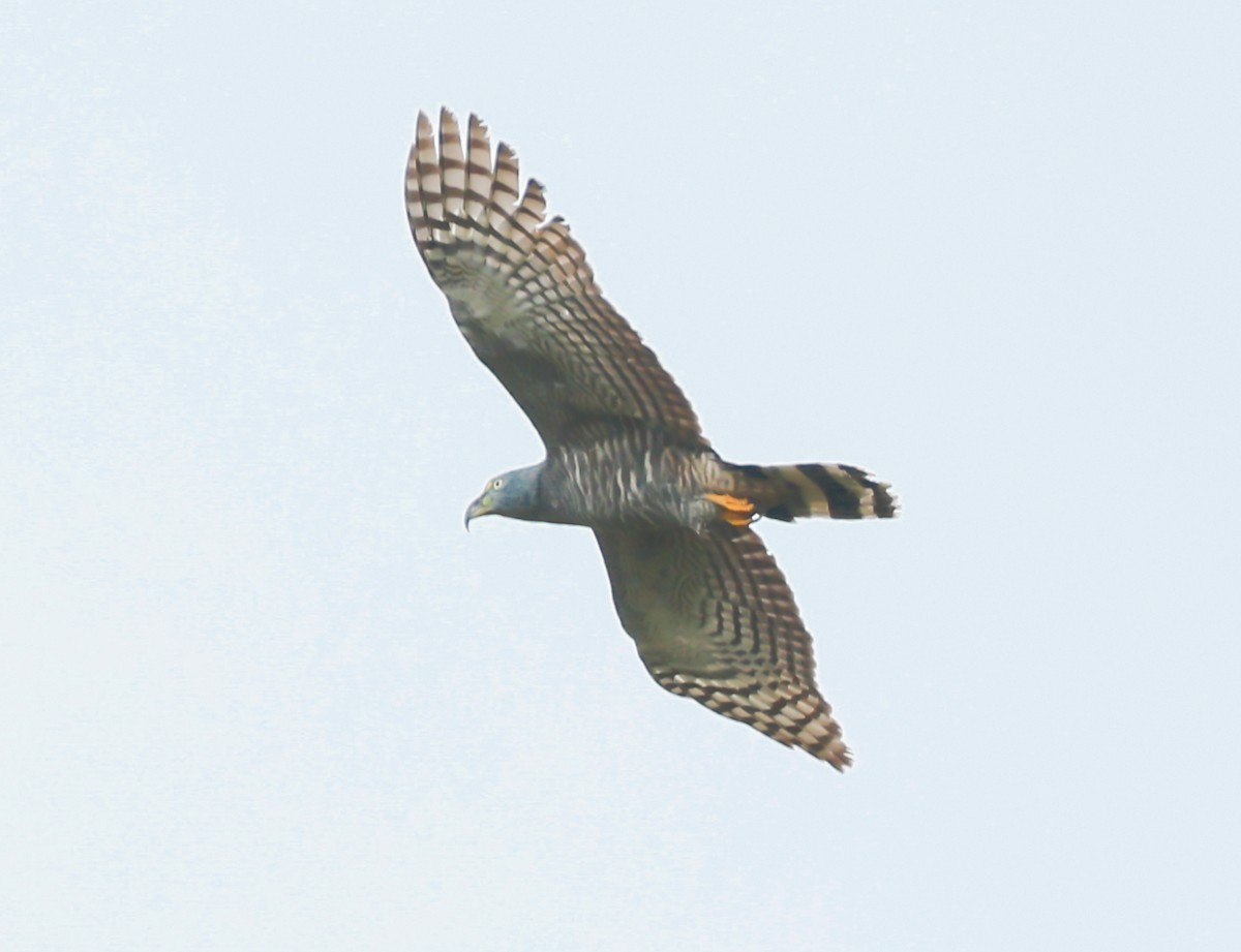 Hook-billed Kite (Hook-billed) - ML631115255