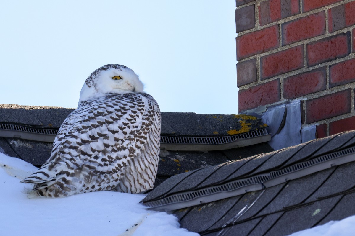 Snowy Owl - ML631115342