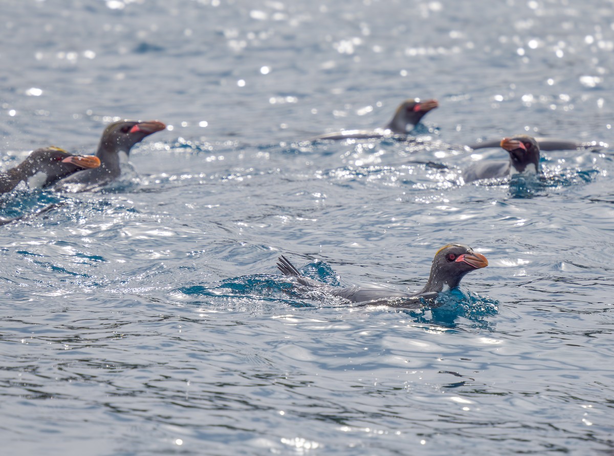 Macaroni Penguin - ML631115471