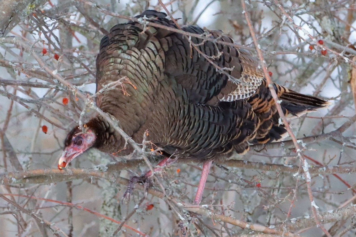 Wild Turkey - ML631115484