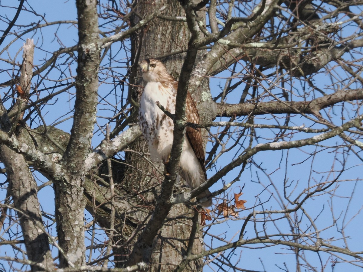 Red-tailed Hawk - ML631115551