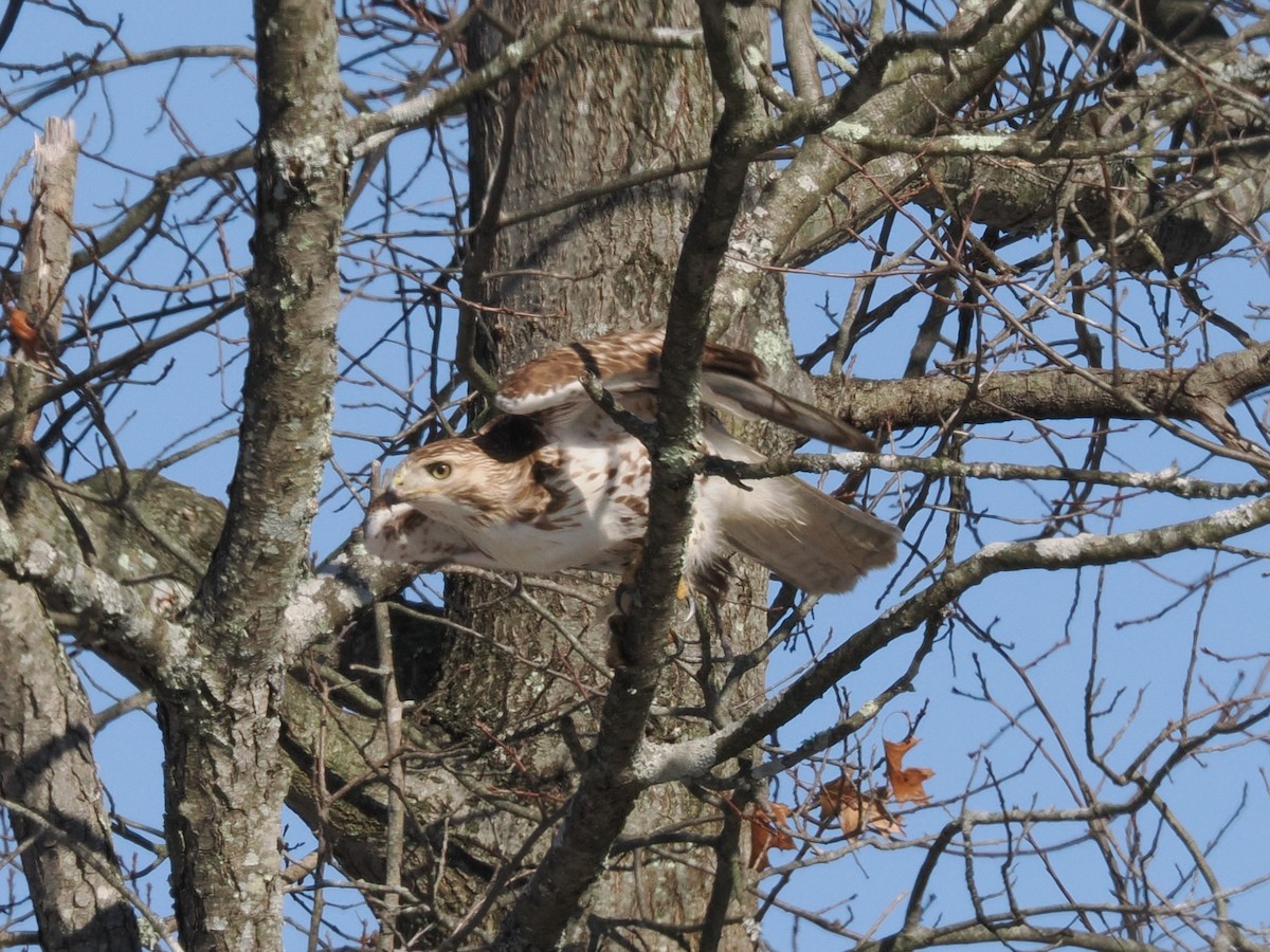 Red-tailed Hawk - ML631115552