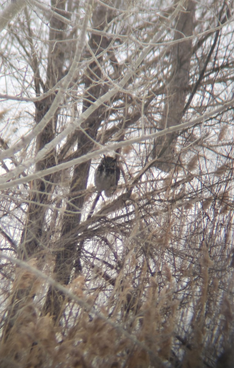 Great Horned Owl - ML631115649