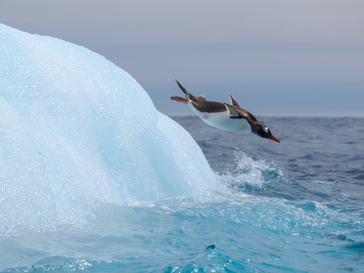 Gentoo Penguin - ML631115864