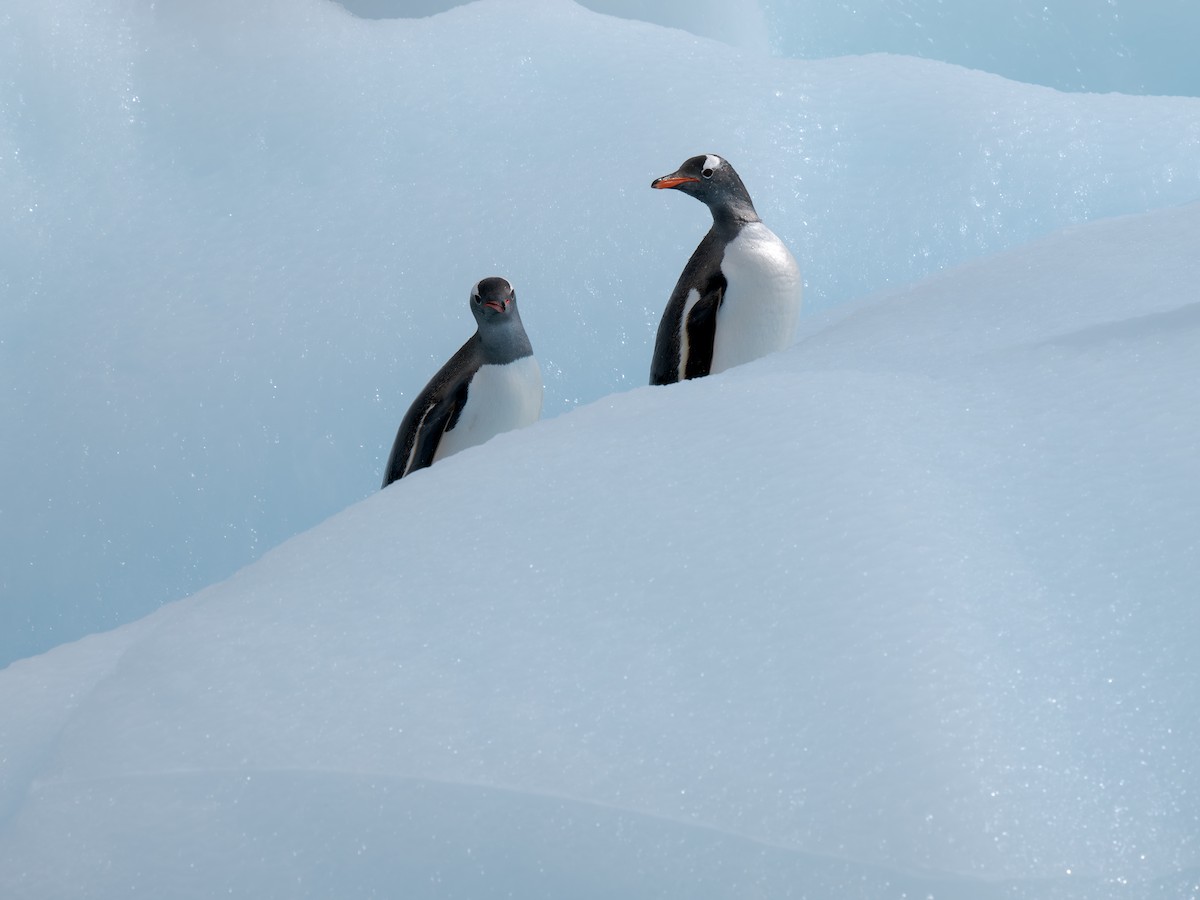 Gentoo Penguin - ML631115927