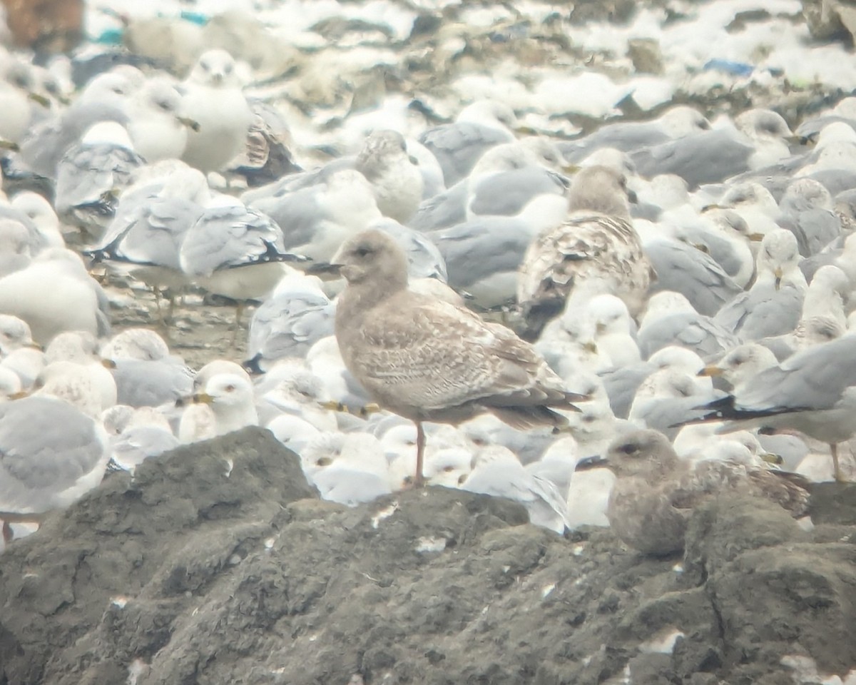 Iceland Gull (Thayer's) - ML631116084