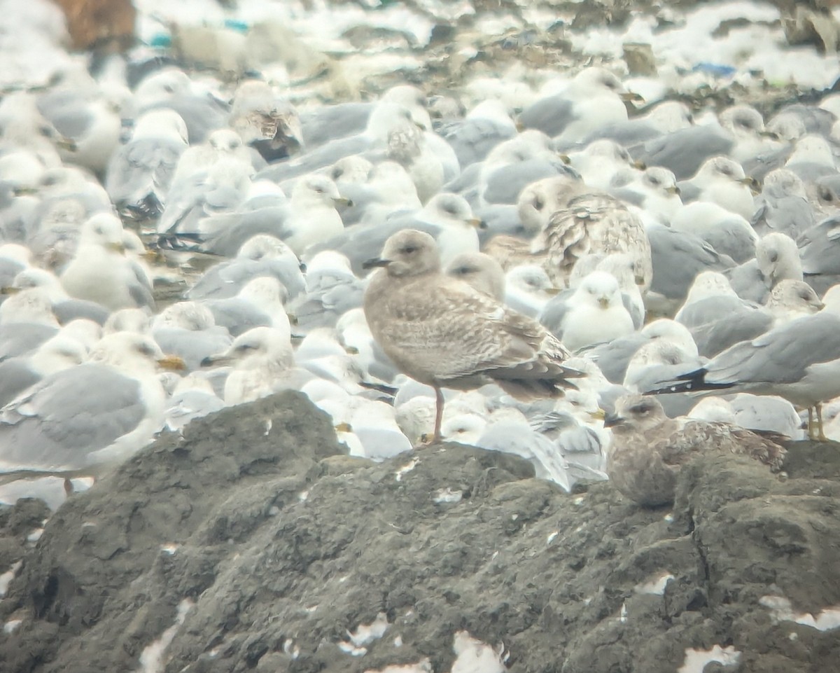 Iceland Gull (Thayer's) - ML631116085