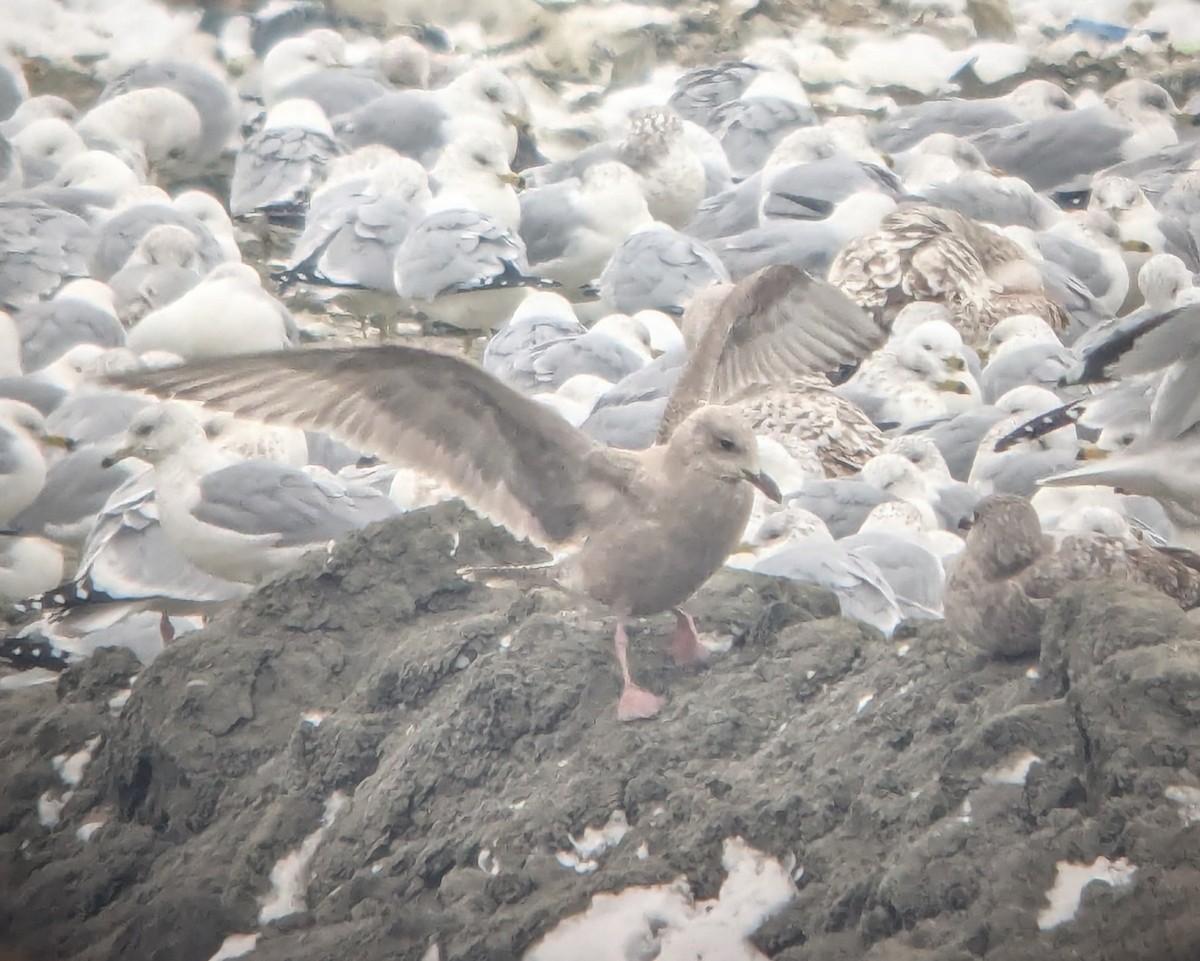 Iceland Gull (Thayer's) - ML631116086