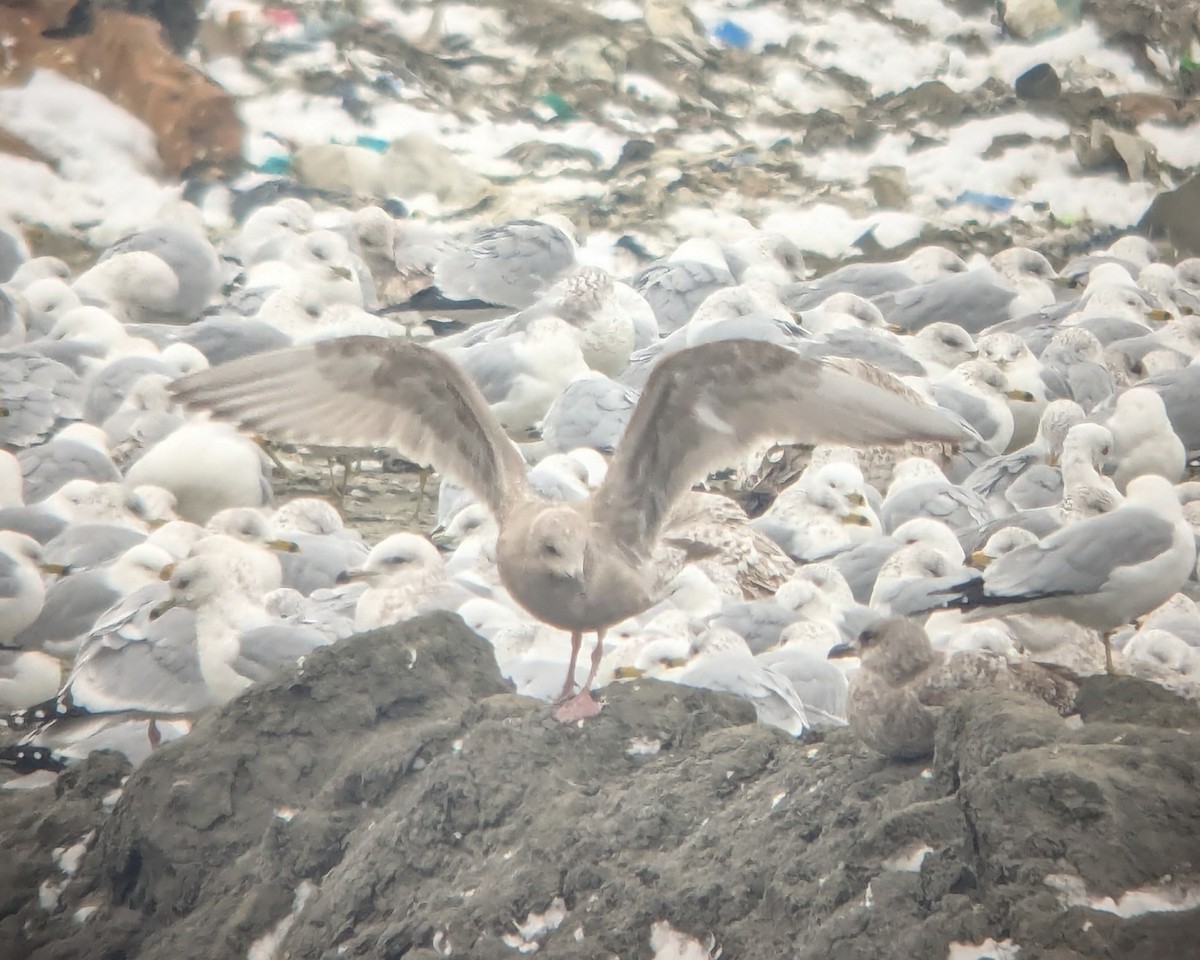 Iceland Gull (Thayer's) - ML631116088