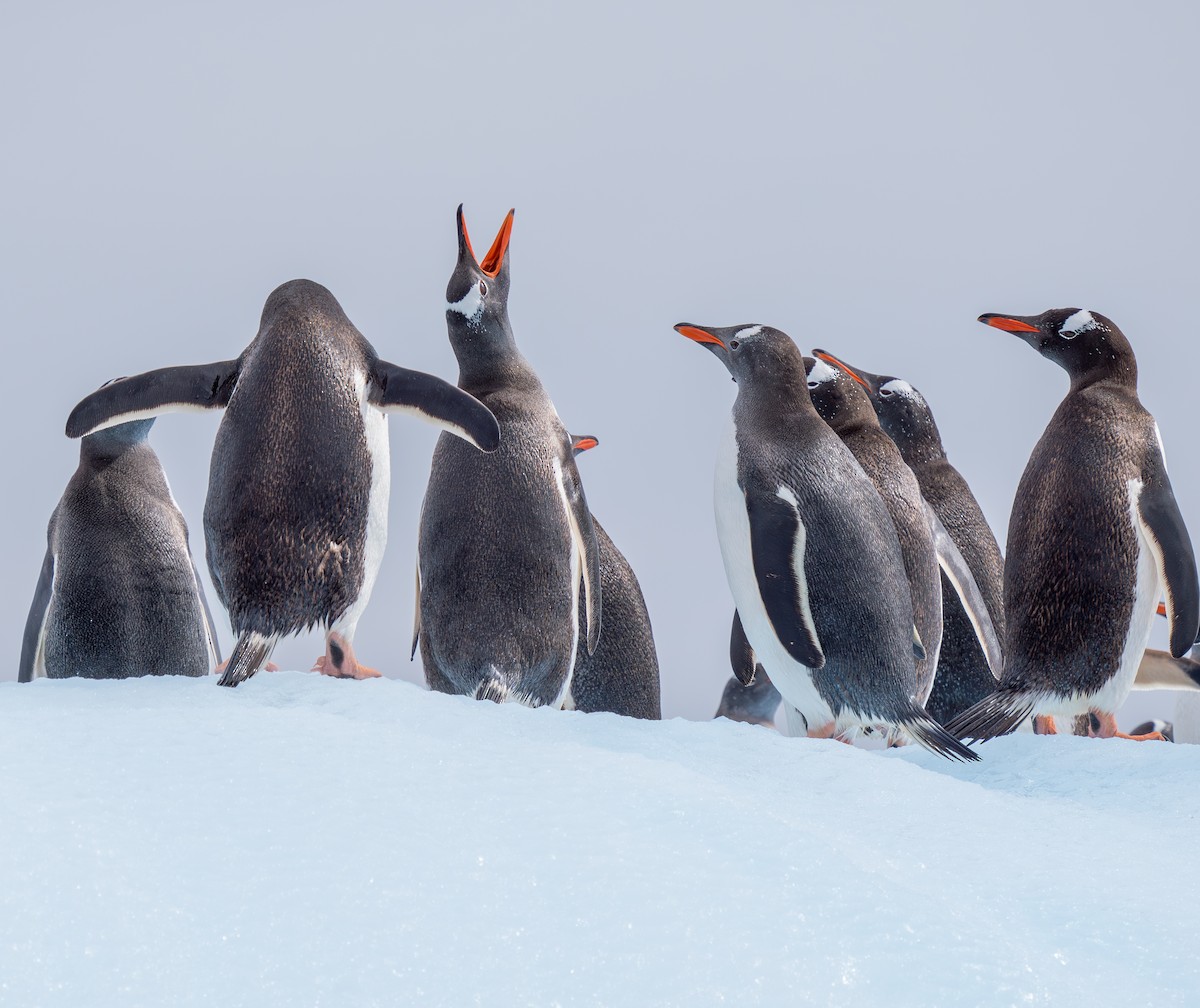 Gentoo Penguin - ML631116090